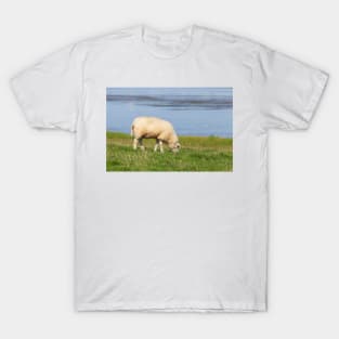 Sheep on a dyke, North Sea resort of Dangast, Varel-Dangast T-Shirt